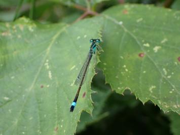 <i>Ischnura elegans</i>