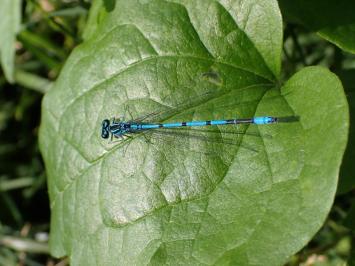 <i>Coenagrion puella</i>