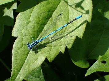 <i>Coenagrion puella</i>
