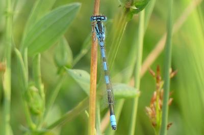 <i>Coenagrion scitulum</i>