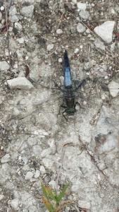 <i>Orthetrum cancellatum</i>