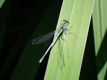 <i>Platycnemis pennipes</i>