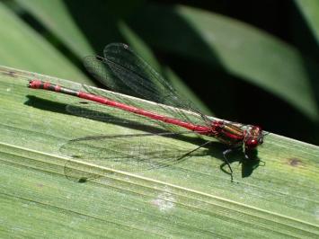 <i>Pyrrhosoma nymphula</i>