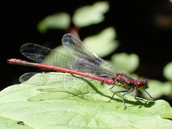 <i>Pyrrhosoma nymphula</i>