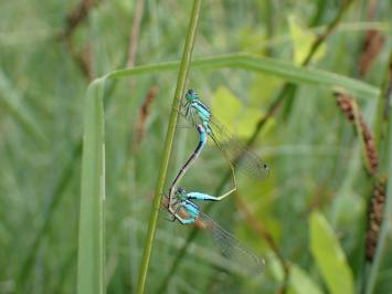 <i>Ischnura elegans</i>