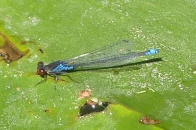 <i>Erythromma viridulum</i>
