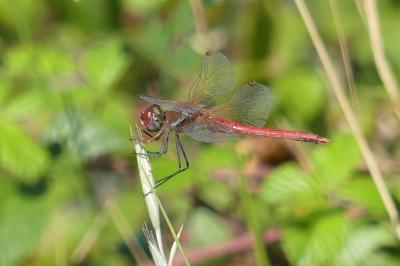 <i>Sympetrum fonscolombii</i>