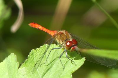 <i>Sympetrum sanguineum</i>