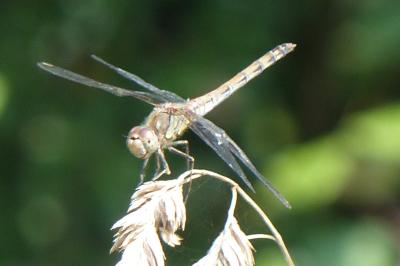 <i>Sympetrum striolatum</i>