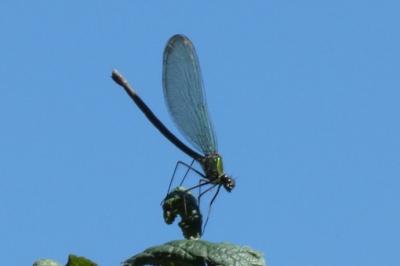 <i>Calopteryx splendens</i>