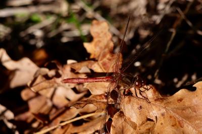 <i>Sympetrum meridionale</i>