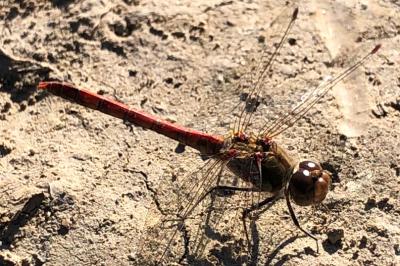 <i>Sympetrum sanguineum</i>