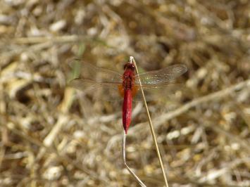 <i>Crocothemis erythraea</i>