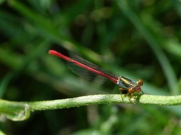 <i>Ceriagrion tenellum</i>