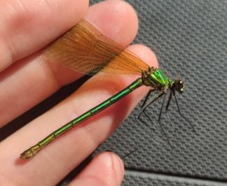 <i>Calopteryx splendens</i>