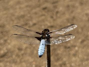 <i>Libellula depressa</i>