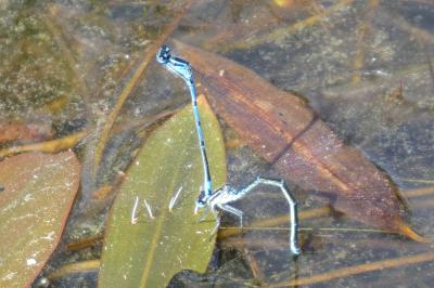 <i>Coenagrion puella</i>