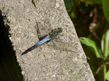 <i>Orthetrum cancellatum</i>