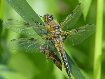 <i>Libellula quadrimaculata</i>