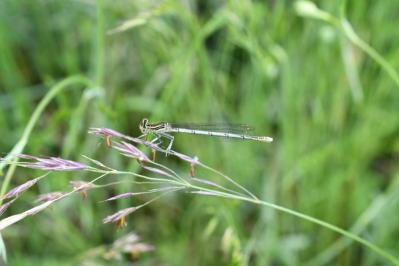 <i>Platycnemis pennipes</i>