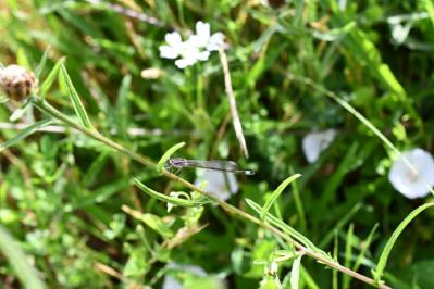 <i>Ischnura elegans</i>