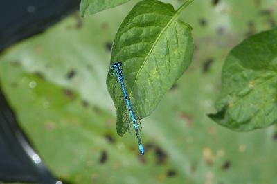 <i>Coenagrion puella</i>