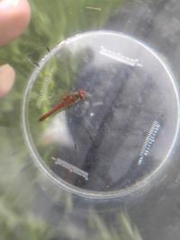 <i>Sympetrum sanguineum</i>