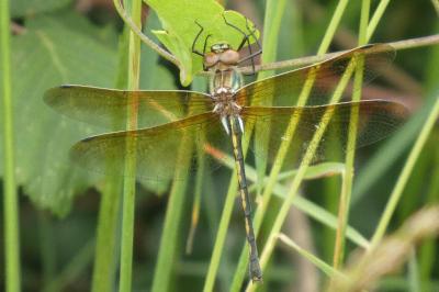 <i>Oxygastra curtisii</i>