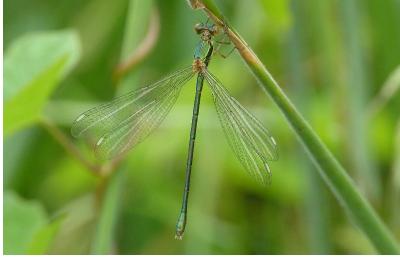 <i>Chalcolestes viridis</i>