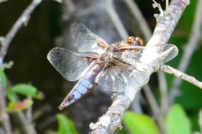 <i>Libellula depressa</i>