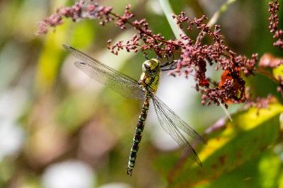 <i>Aeshna cyanea</i>