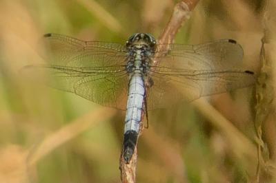<i>Orthetrum cancellatum</i>