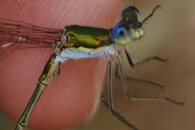 <i>Lestes virens</i>