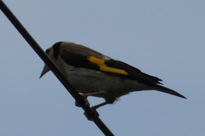 Chardonneret élégant