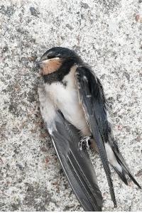 Hirondelle rustique