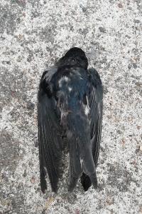 Hirondelle rustique