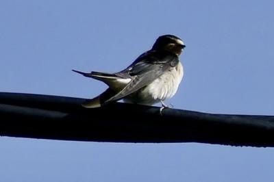 Hirondelle rustique