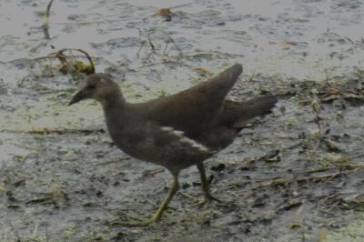 Poule-d'eau