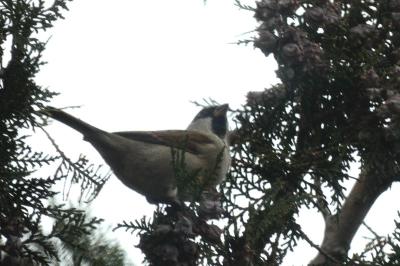 Moineau domestique