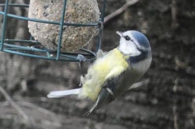 Mésange bleue