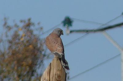Faucon crécerelle