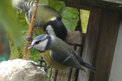 Mésange bleue