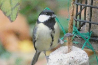 Mésange charbonnière