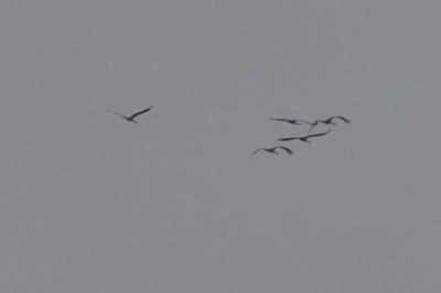 Grue cendrée