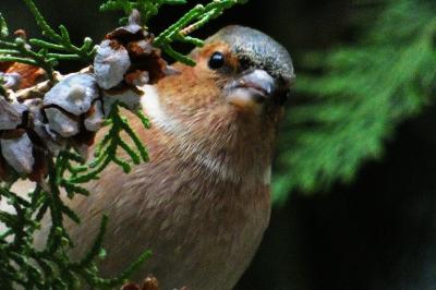 Pinson des arbres