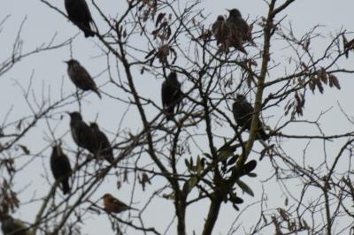 Pinson des arbres