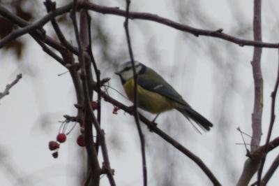 Mésange bleue