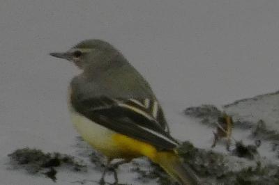 Bergeronnette des ruisseaux