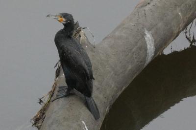 Grand Cormoran