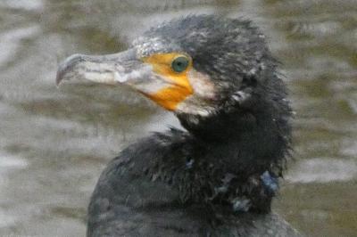 Grand Cormoran